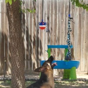 Dog training toy for indoor or outdoor